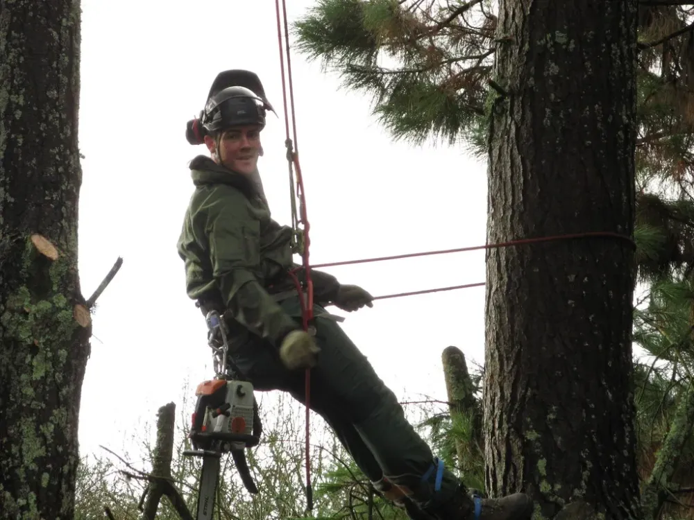Abattage à Plougastel-Daoulas
