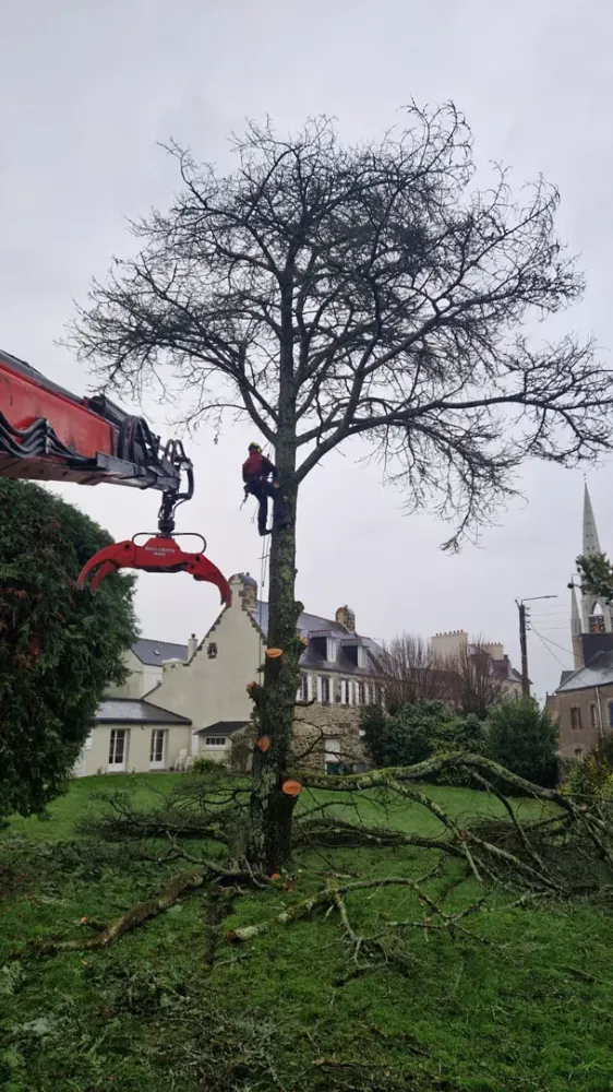 photo wezenn elagage (2)