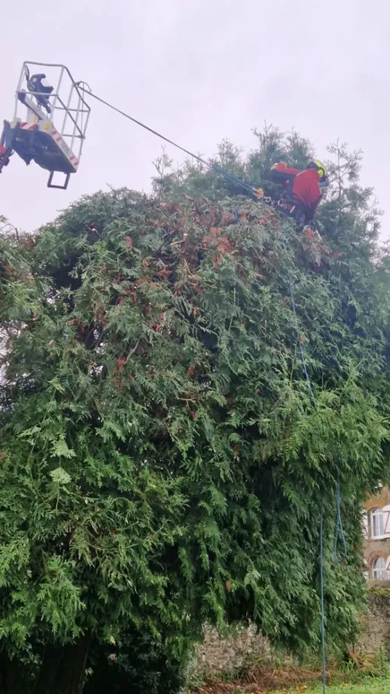 photo wezenn elagage (4)