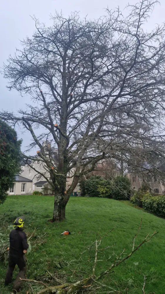 photo wezenn elagage (14)