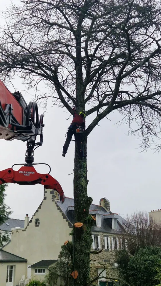 photo wezenn elagage (15)