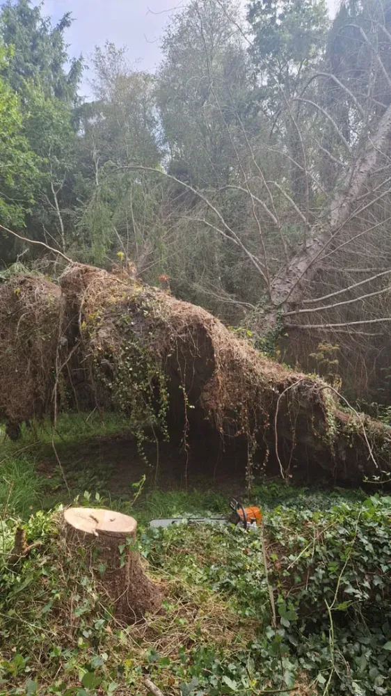 photo wezenn elagage (23)