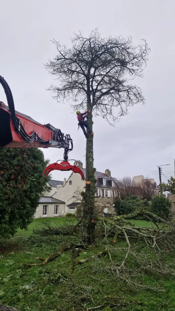 photo wezenn elagage (20)